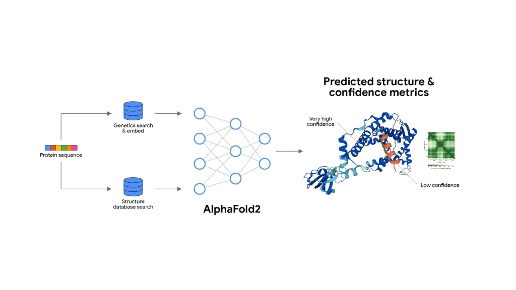 Diagram of AlphaFold2's pipeline: a protein sequence is processed through genetics and structure database searches, fed into a neural network, and output as a predicted structure with confidence metrics